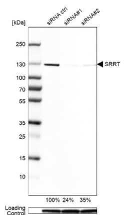 ARS2 Antibody, Novus Biologicals 0.1mL; Unlabeled:Antibodies, Polyclonal